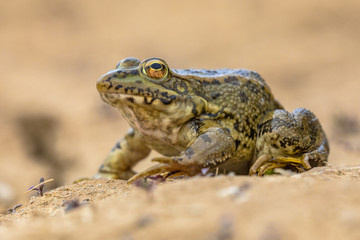 Iberian water frog