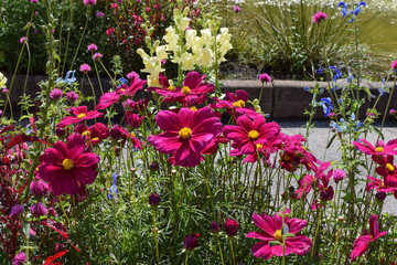 Bright pink flowers of cosmos on a flower bed.