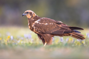 Marsh harrier female sideview
