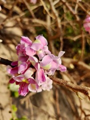 Fototapeta premium Wild Flowers