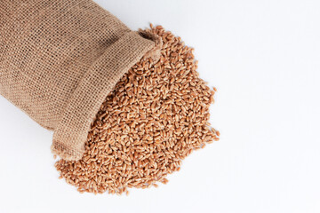 Heap of wheat grains scattered from burlap sack isolated on white background. Top view, closeup. Harvest, farming, agriculture concept