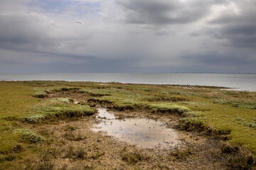 Salt marsh Ameland