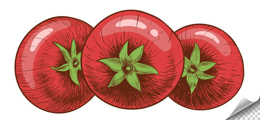 Tomato isolate. Tomatoes top view. Hand drawing, Ink. Flat color. Illustration.
