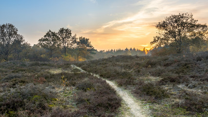 Fototapeta na wymiar Walking path through heathland in autumn colors