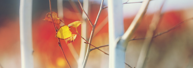 Beautiful autumn background, yellow leaves, tinted photo. Selective, soft focus.