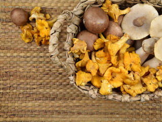 colourful mix of fresh mushrooms