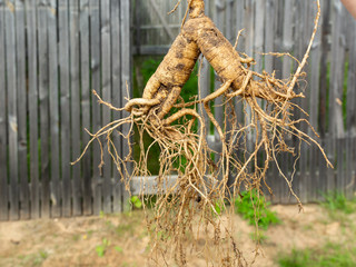The root of the medicinal plant ginseng. On a gray wooden background. A symbol of vitality and health.