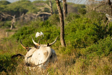 Italy Tuscany Grosseto, natural park of the Maremma nature reserve Alberese Uccellina wild animals in the wild