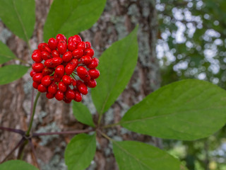 Red rounded fruit of the medicinal plant ginseng. in the background green leaves of ginseng in blur.