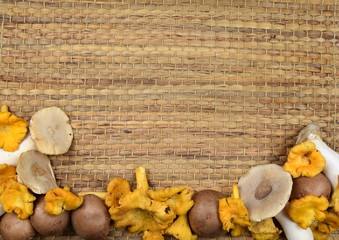 colourful mix of fresh mushrooms