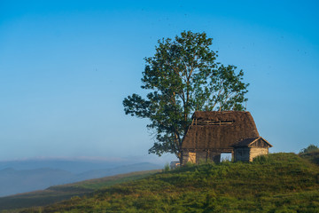 Picturesque landscape from a Romanian hamlet with a lonely rustic house on a high hill with a green tree next to it above which flies a flock of black birds during a mystical foggy morning.