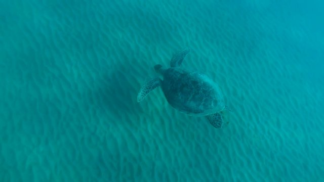 Slow motion, Great Green Sea Turtle (Chelonia mydas) slowly swims to the sandy seabed. High-angle shot, Red Sea, Egypt