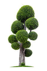 Bonsai tree against isolated on white background.