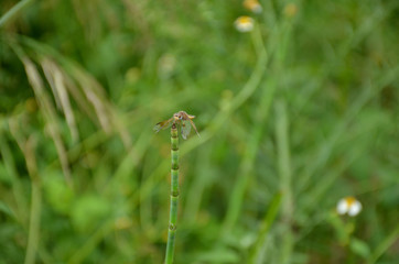the beautiful dragonfly hold on grass plant in the forest.