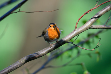 Rotkehlchen (Erithacus rubecula)	
