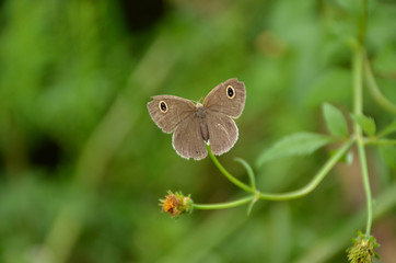 Fototapeta premium the small beautiful brown butterfly hold on white flower with plant.