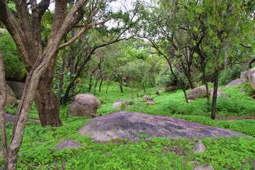 Green forest with rocks in Zimbabwe - obrazy, fototapety, plakaty