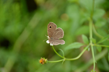 the small beautiful brown butterfly hold on white flower with plant.