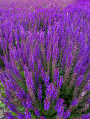 Wild purple salvia sage flower bush background