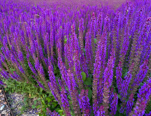 Fototapeta premium Wild purple salvia sage flower bush background