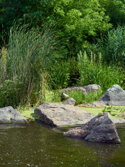 Beautiful lake with scenic grass, trees and forest on a bright Sunny summer day 