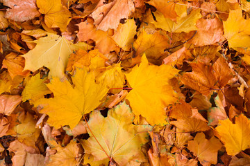 Fallen foliage texture. Maple leaves close-up. Autumn mood