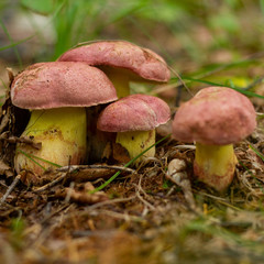 beautiful mushrooms in the forest