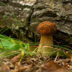 beautiful mushrooms in the forest