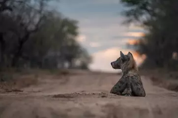 Foto op Plexiglas Hyena Doorweekte hyena bij zonsondergang