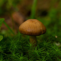 beautiful mushrooms in the forest