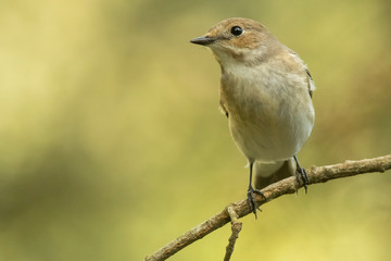 A female european pied flycatcher (Ficedula hypoleuca)