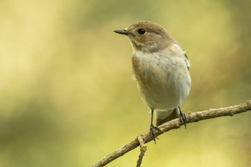 A female european pied flycatcher (Ficedula hypoleuca)