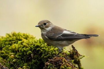 A female european pied flycatcher (Ficedula hypoleuca)