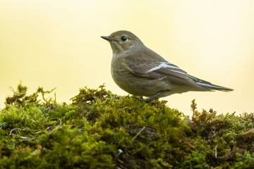 A female european pied flycatcher (Ficedula hypoleuca)