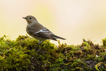 A female european pied flycatcher (Ficedula hypoleuca)