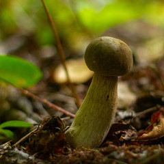 beautiful mushrooms in the forest