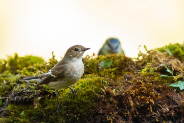 A female european pied flycatcher (Ficedula hypoleuca)