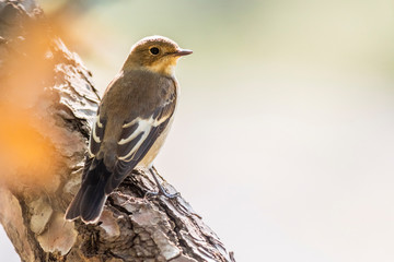 Fototapeta premium A female european pied flycatcher (Ficedula hypoleuca)