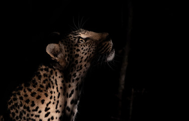 Female leopard at night with a spotlight