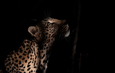 Female leopard at night with a spotlight © Rassie