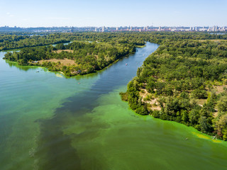Fototapeta premium Aerial drone view of the Dnieper river. Green texture from blooming algae in the river.
