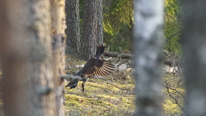 Western capercaillie (Tetrao urogallus), also known as the wood grouse, heather cock, or just capercaillie in pine forest, North of Belarus