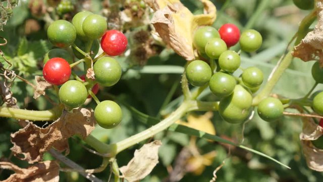 Shallow DOF shrub black bindweed Dioscorea communis on early spring 4K footage