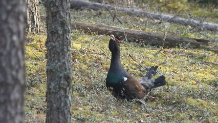 Western capercaillie (Tetrao urogallus), also known as the wood grouse, heather cock, or just capercaillie in pine forest, North of Belarus