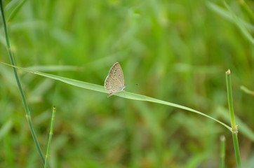 the small beautiful brown butterfly hold on grass plant.