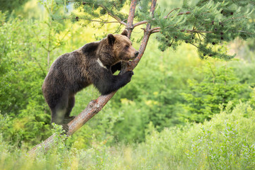 Magnificent brown bear, ursus arctos, standing on tree in forest. Vital brown animal climbing on branch in wilderness. Wild mammal observing on bough.