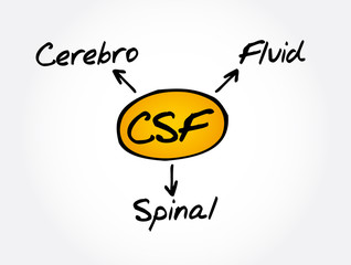 CSF - cerebrospinal fluid acronym, concept background