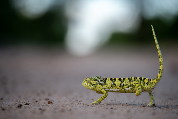 chameleon crossing a road
