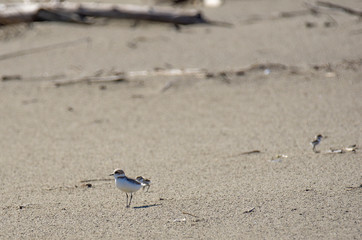 Italy Tuscany Maremma, on the beach towards Mouth of Ombrone, Calidris alba three-toed sandpiper, chick close-up view