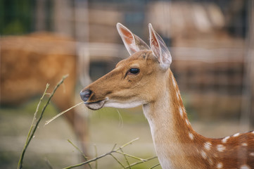 Close up photo of female Emale of a sika deer.